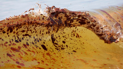 Marine life dramatically declined in Gulf of Mexico in years after BP oil spill, study finds