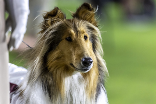 Texas A&M's collie mascot Reveille X has eye removed after glaucoma diagnosis