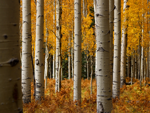 WATCH LIVE: New England's having an 'elite' year, but there's fall foliage elsewhere, too