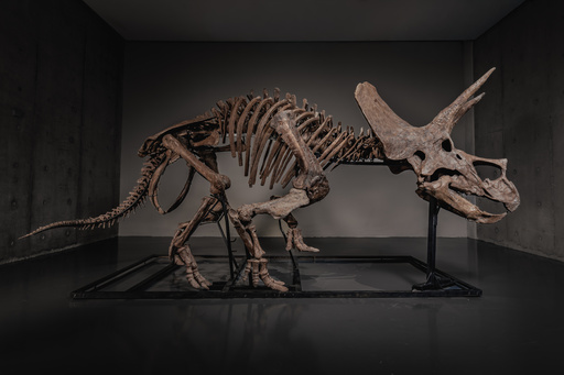 Triceratops skeleton 'Trey' to hit the auction block as dinosaur market soars