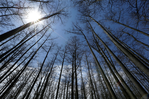 US Forest Service closing 23 research facilities as part of reorganization under Trump