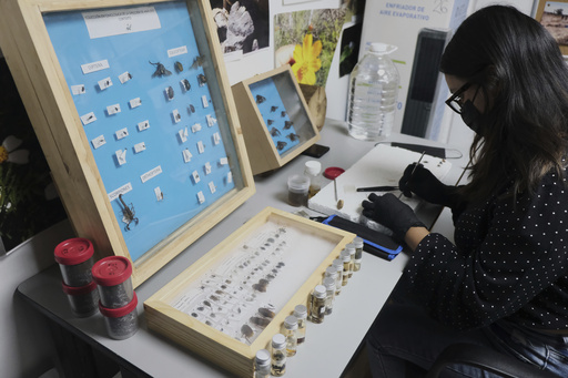 Why are scientists dressing pigs in clothes and burying them in Mexico?