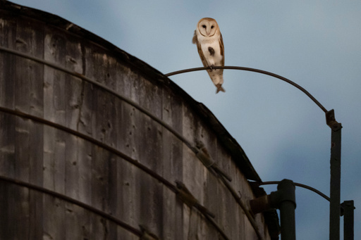 A rare family of barn owls moved into Manhattan's Upper West Side. New Yorkers are captivated