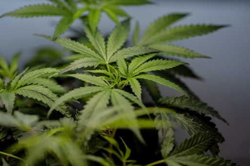 DEA approvals could bring big tax benefits for medical marijuana businesses