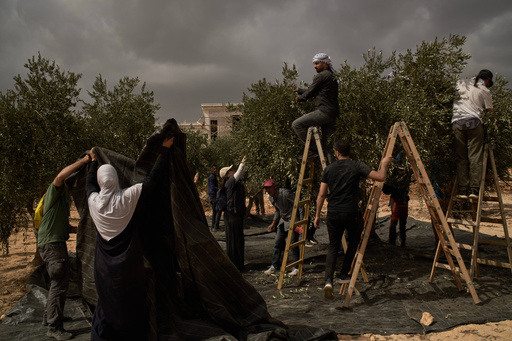 Israeli settlers torch cars and trees in West Bank villages, disrupting Palestinians' olive harvest