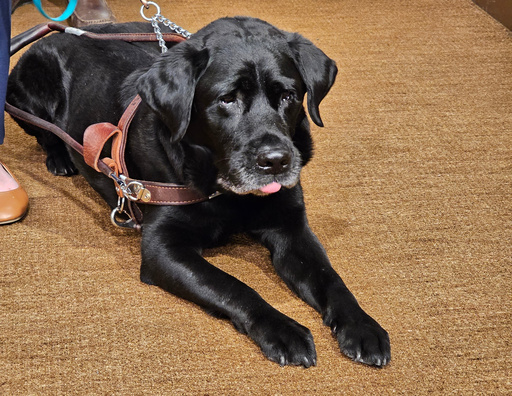 A service dog named Alfred sparked a Lyft settlement in Minnesota with nationwide reach