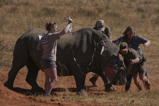 Scientists in South Africa are making rhino horns radioactive to fight poaching