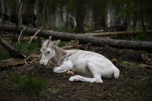 Sweden's plans to mine rare-earth minerals could ruin the lives of Indigenous Sami reindeer herders
