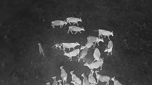 Drones blasting AC/DC and Scarlett Johannson are helping biologists protect cattle from wolves